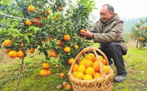 柑橘种植管理(果树施肥抓好这几点，柑橘种植再无“大小年”)