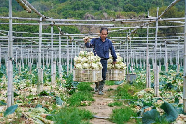 漳州龙文：菜农不误农时春耕忙