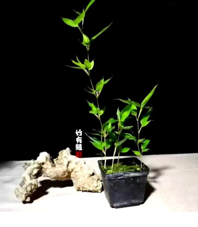 养竹必备《蝴蝶竹养植宝典》