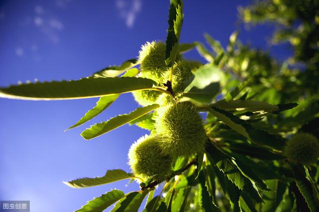 板栗的专业种植技术，想要高产品质好的板栗就是这么简单