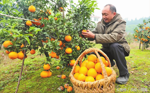 果树施肥抓好这几点，柑橘种植再无“大小年”！