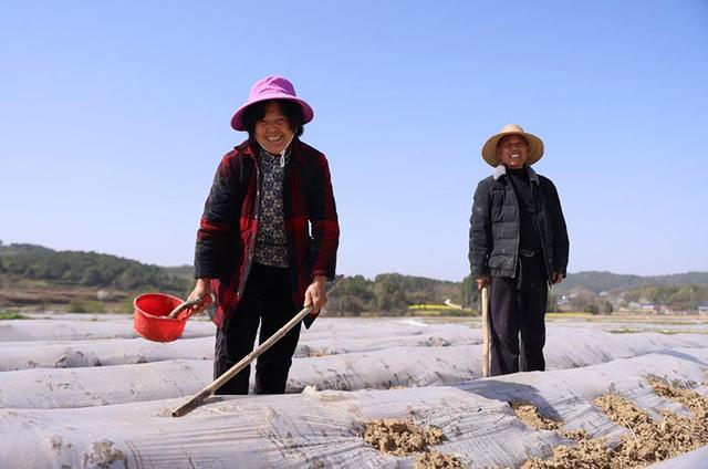 湖南常德：烟苗吐新绿 烟农移栽忙