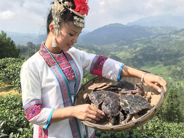 西藏白肉灵芝栽培关键技术，学习要点，有助于高产