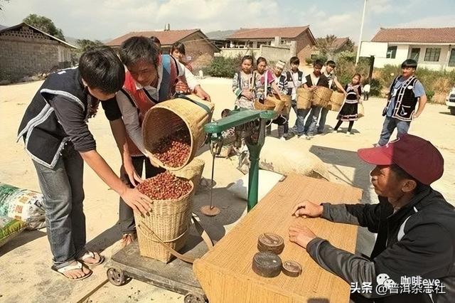 云南咖啡重点产区之普洱&保山