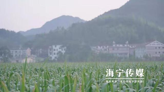 海宁驻山干部：勤跑腿多用心 扎进深山搭起“增收桥”