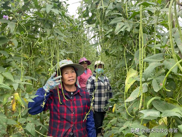 种植豆角记住这6点，豆角开花结荚多、落花落荚少、采收期延长