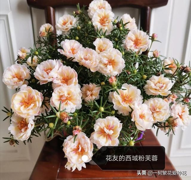 “辣手摧花”才能养好这20种花，越掐越旺，花开得好邻居们都羡慕