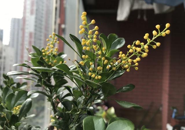 米兰花怎么养？记住3招，枝繁叶茂花朵更多，满屋飘香