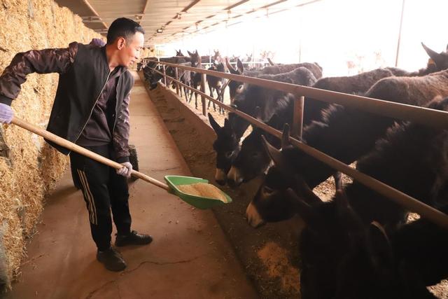 赵光军：养殖有“钱”景 乌驴致富经