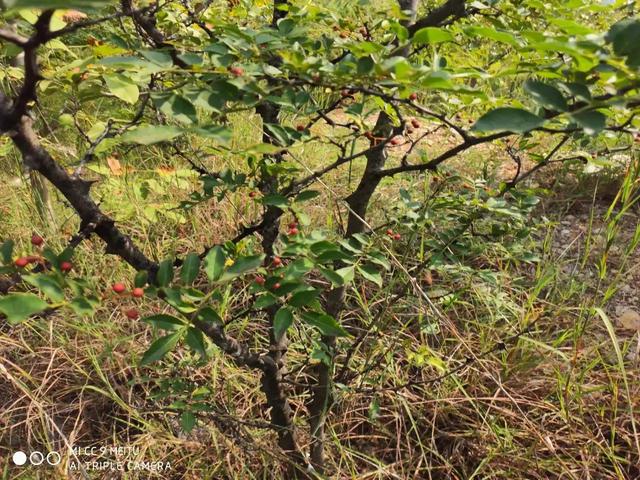 炒菜无花椒不欢，生日这天平邑西山摘花椒差点要我命，吓死宝宝了