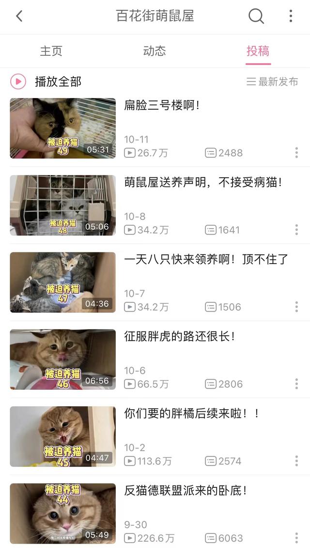 揭秘“后院猫”生意经：宠物繁育市场“作坊”太多，“免费领养”骗局丛生