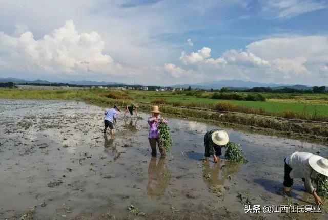 怎么种水蕹菜、水空心菜、藤蕹菜、水上竹叶菜