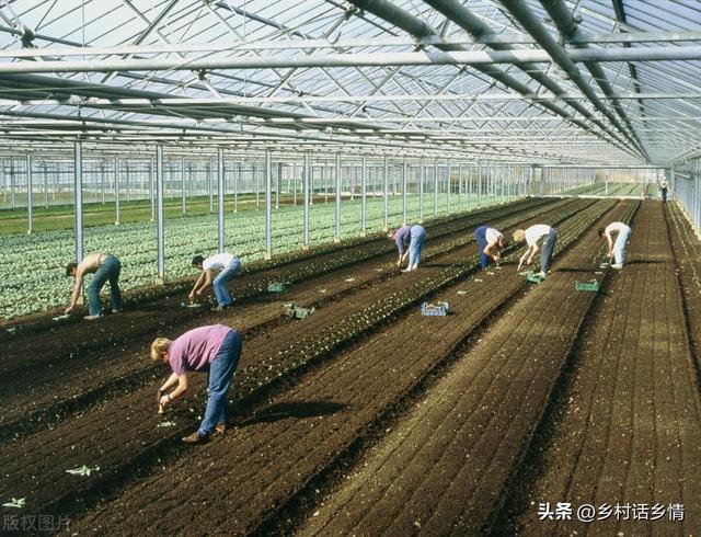 蔬菜要想长得好产量高，掌握住这几点就行了，说别的都没有用