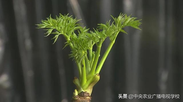 【田间示范秀】让刺嫩芽出好芽