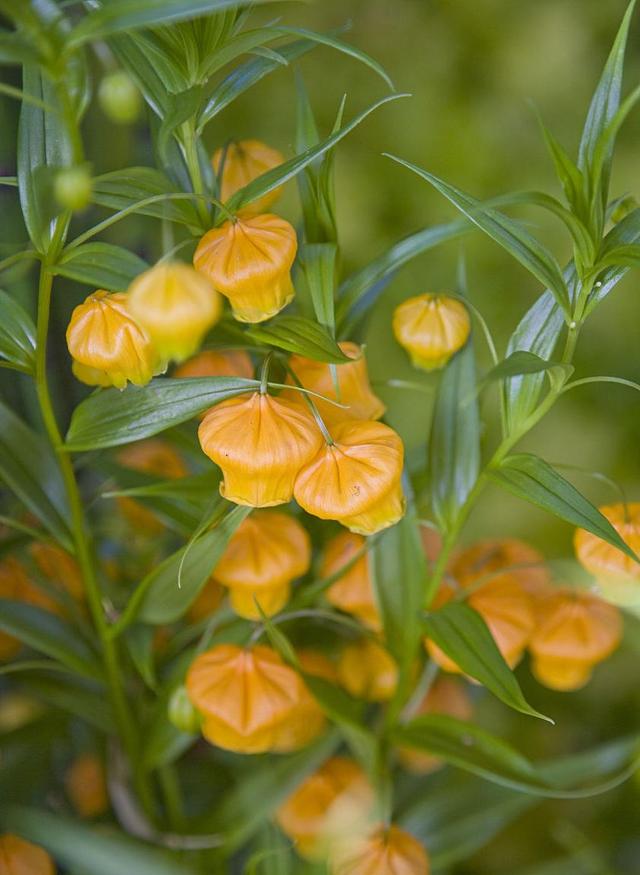 价格昂贵的宫灯百合花，栽种不入坑，就该这样做