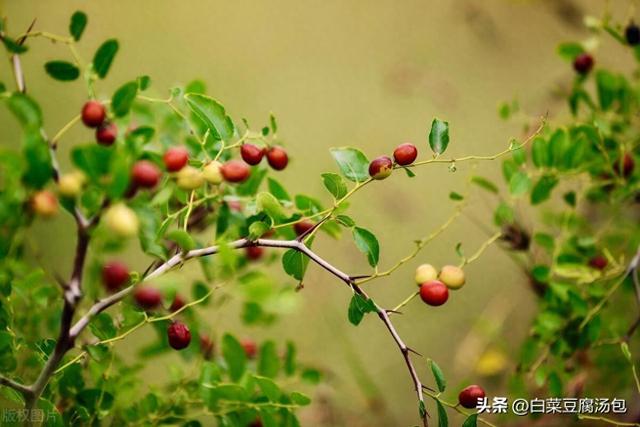 酸枣种植基础知识