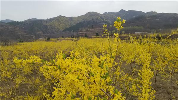 灵宝：返乡大学生种连翘 直播带货走出新的致富路