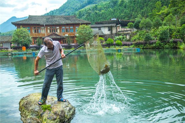 桂林：山清水秀鱼鲜的龙胜聆溪水产养殖场