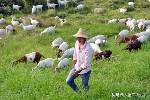 南非波尔山羊：曾经统治全球的肉用山羊之王，如今为何销声匿迹了