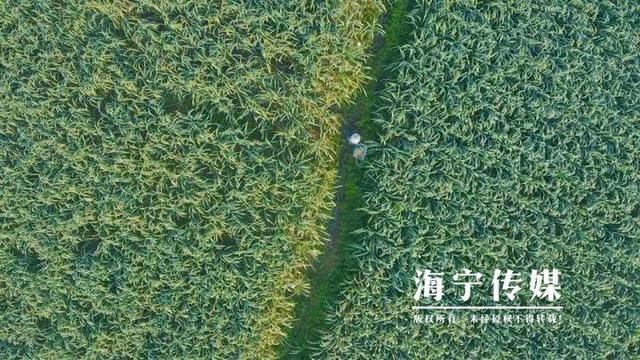 海宁驻山干部：勤跑腿多用心 扎进深山搭起“增收桥”