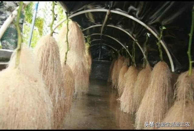 农村种植不赚钱？来试试这些新型特殊种植方式，发家致富很简单