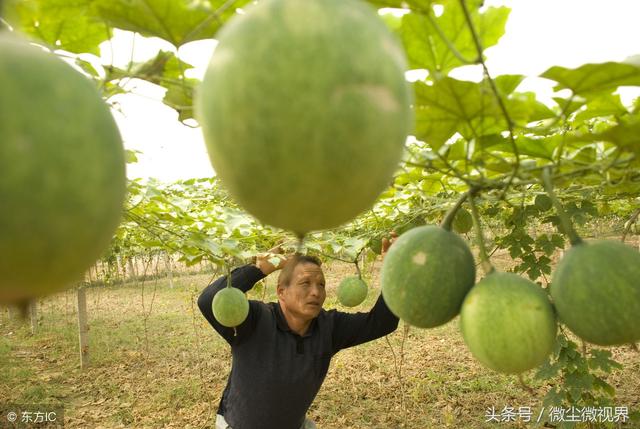 种植瓜蒌田间管理需要注意哪些事项？