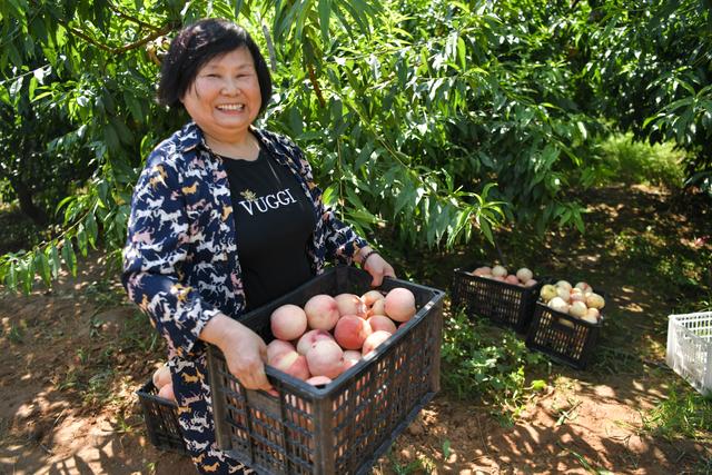 济源市邵原镇花园村：种下红蜜桃 收获致富果