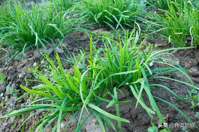 秋季种点韭菜小葱芹菜，什么时候播种好，怎么种出苗好？