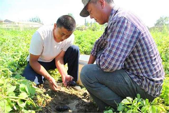 农民种植这种特殊的马铃薯，每亩利润超3000元