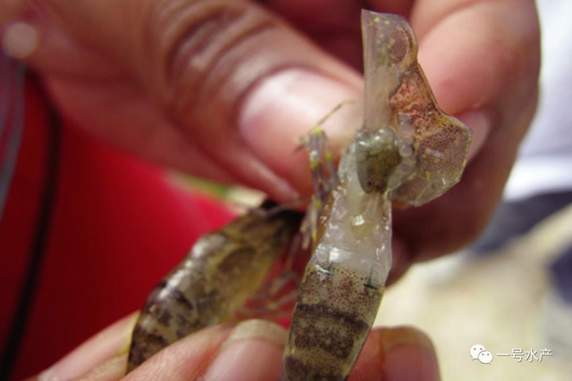 生物絮团混养鱼虾，产量很高？真相是这样的....