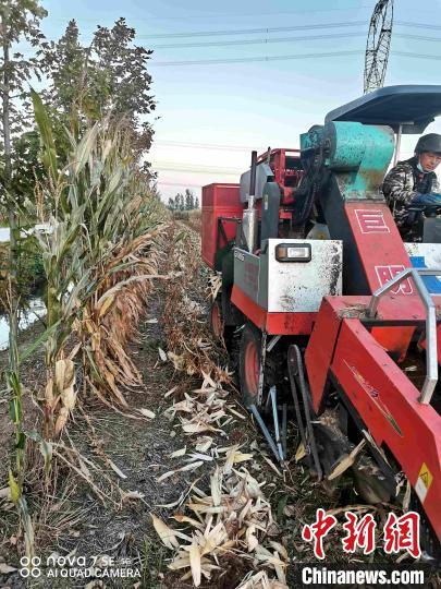 泰安种植户探索玉米大豆套种“新模式”解决“争地”难题