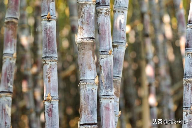 造福来宾蔗农，甘蔗种植技术与田间管理方式，不妨一看