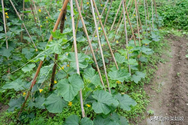 芒种后种点黄瓜豆角，五六十天收获，掌握3点，瓜豆多得吃不完