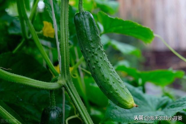 根结线虫难防又难治！种植瓜果蔬菜如何全面彻底的防治根结线虫？