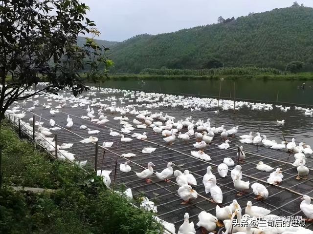 农村鸭养殖的商业机会，可行性究竟有多大？