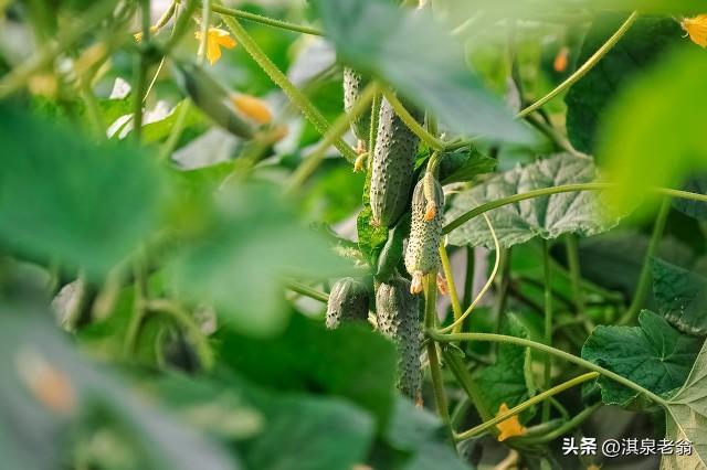 四月份是哪些露地蔬菜的最佳种植期