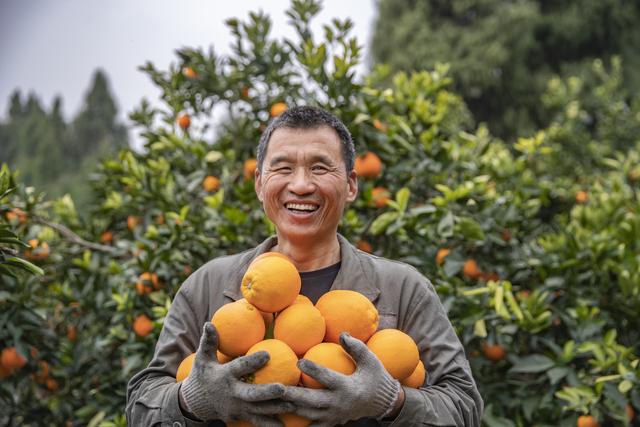 （经济）重庆奉节：脐橙进入收获季 转型升级促增收