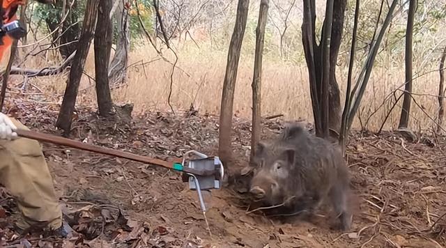 北京石景山发现野猪，钻入小区树林遁逃，野猪泛滥可以捕杀吗？