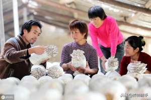 露天蘑菇的种植(平菇栽培技术：所需原料、设施、接种、发菌、出菇及采收措施解说)