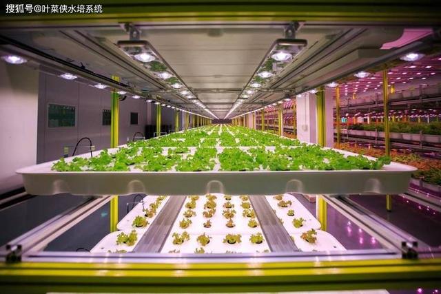 生物技术改变了食品行业，合成肉和植物肉的发展前景如何？