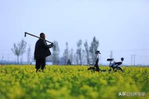 拱棚种植西瓜(北方早春小拱棚种西瓜，记住别犯这10个错，西瓜丰收优质有保证)