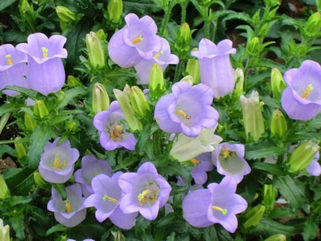 这花要早早种，花量惊人似“风铃”，冬天正好开花，轻轻松松过冬