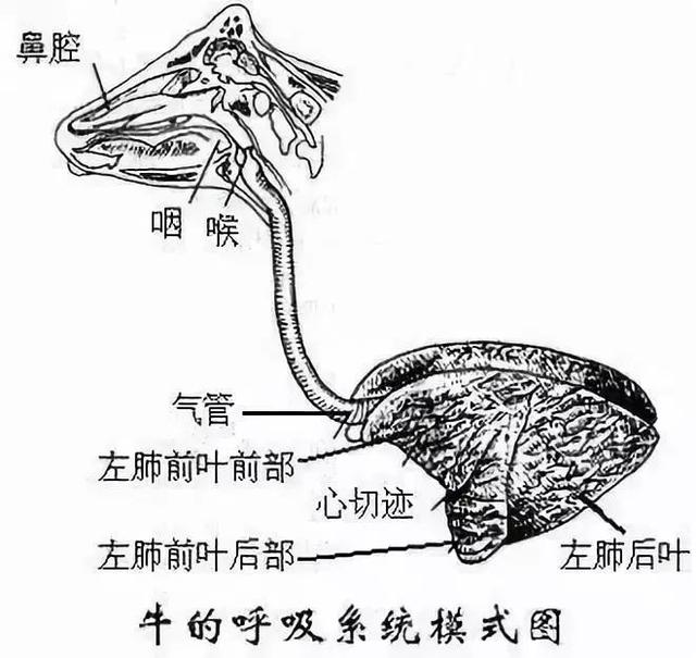 养羊新手不会打针？图文指导