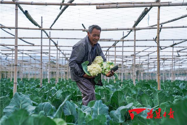 漳州龙文：菜农不误农时春耕忙