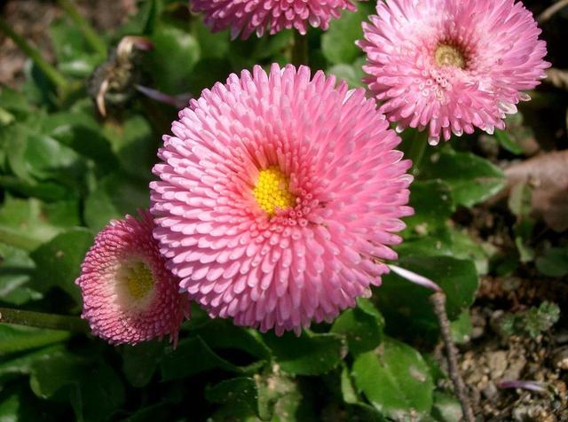 美丽而脆弱的盆栽雏菊，花朵迷人，花期长，但夏天炎热就会挂