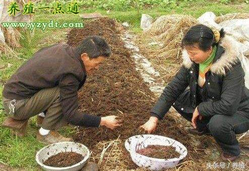 蚯蚓半地下池养殖法，方法科学是养殖成败的关键