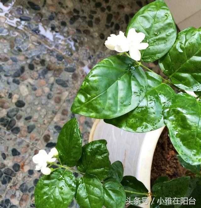 家里养茉莉花，两个种植小秘诀，花儿开满枝、叶子油绿发光