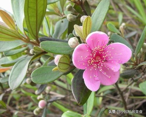 惠州农村随处可见的8种野果，吃过的都是80年以前的人，你吃过吗