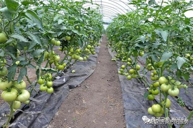 2023年蔬菜种植时间表来了，什么季节种什么菜，一文就看懂