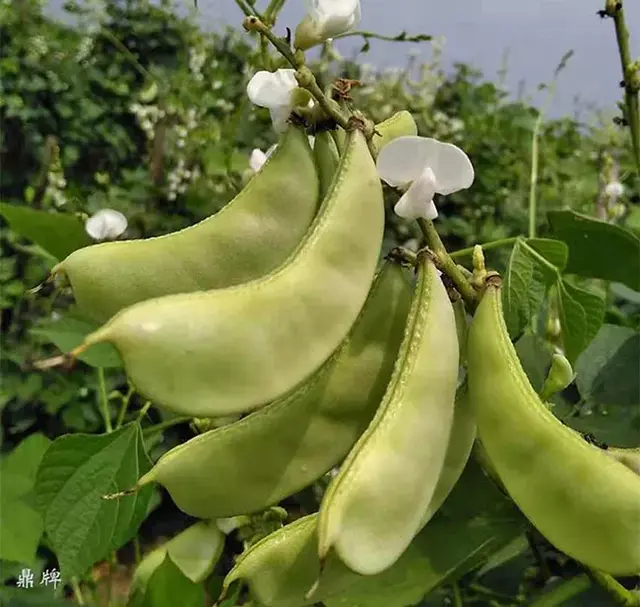 这几种扁豆品种，提早100天上市，轻松亩赚几万元，不能错过